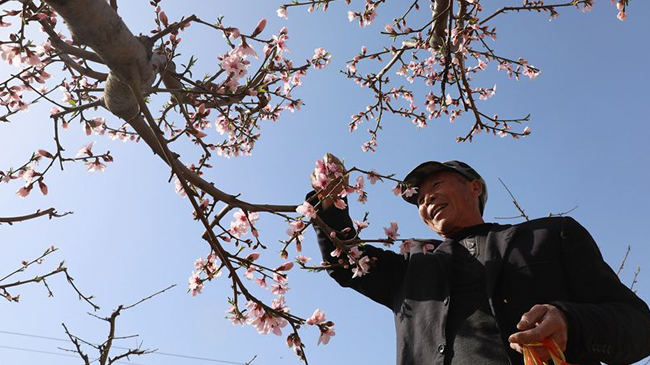 河南溫縣：花下春耕忙