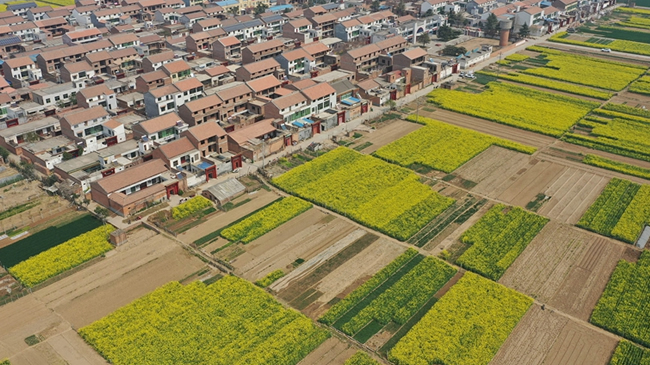 河南溫縣：春染田園