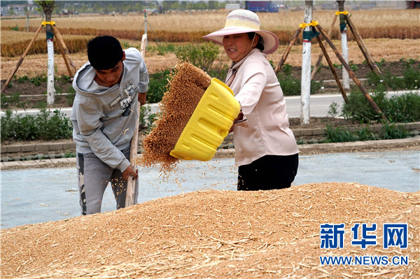 颗粒归仓！庚子之丰——2020年河南夏粮丰收图景