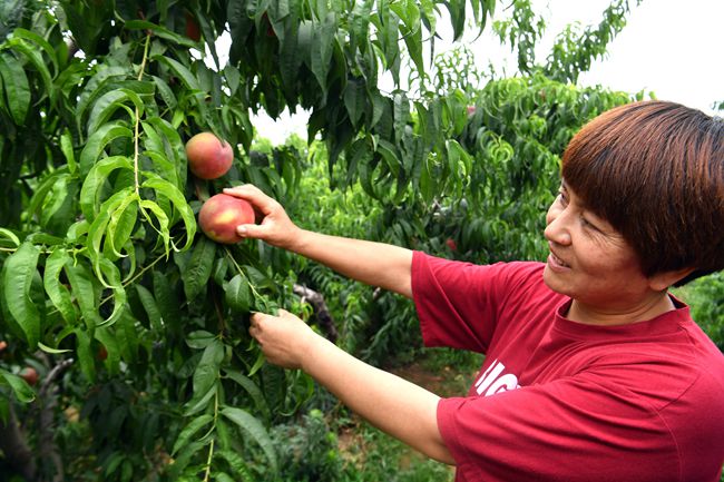 新乡盐店庄：黄河滩变“花果川”