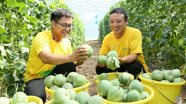 大学生返乡创业 开启“甜蜜”致富路