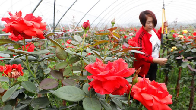 河南寶豐：月季種植助力鄉村振興