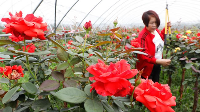 河南宝丰：月季种植助力乡村振兴