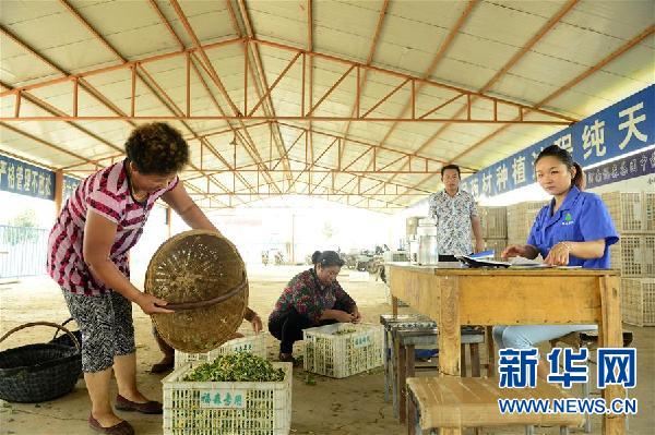 （全面建成小康社会“百城千县万村调研行”·图文互动）（18）水清民富县强——南水北调中线工程核心水源地河南淅川走出绿色发展路