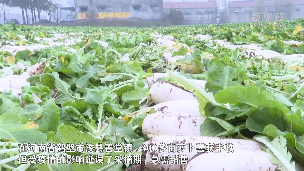 河南鹤壁：助力菜农 多举措解决蔬菜滞销问题