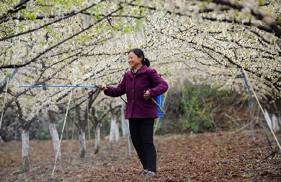 河南淅川：林果开出“致富花”