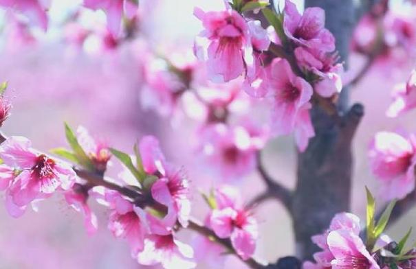 河南唐河：蟠桃园里桃花开