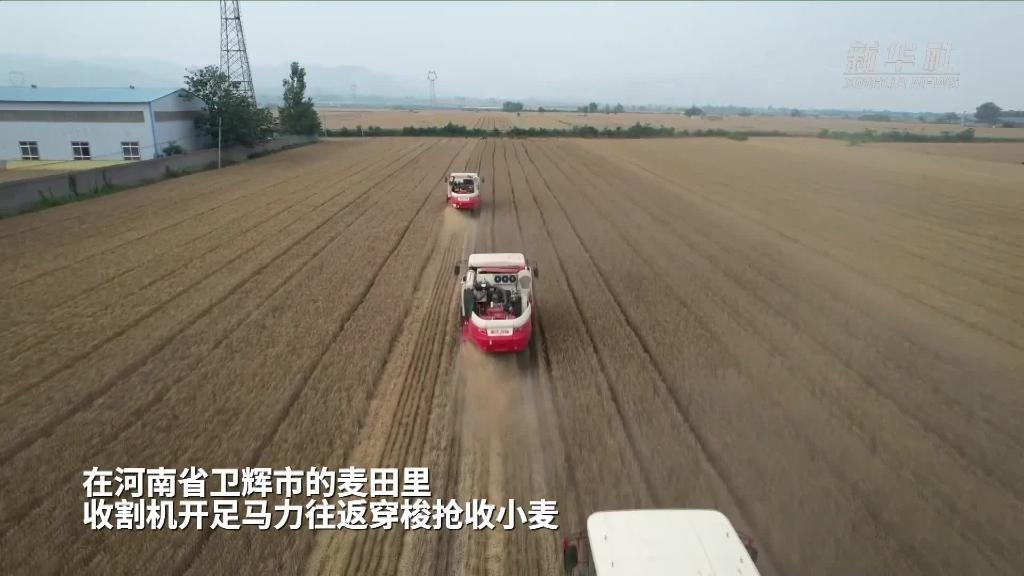 新华全媒+｜河南卫辉：昼夜抢收50万亩小麦