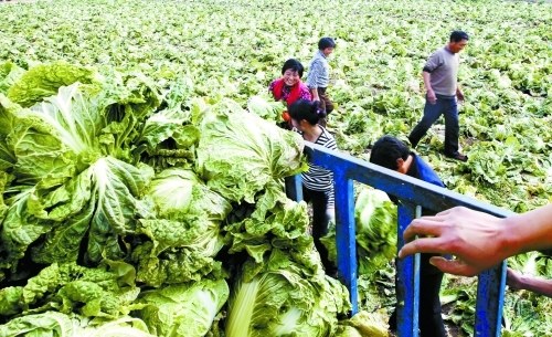 郑州一农园免费开放 20万斤红薯1小时被抢图片