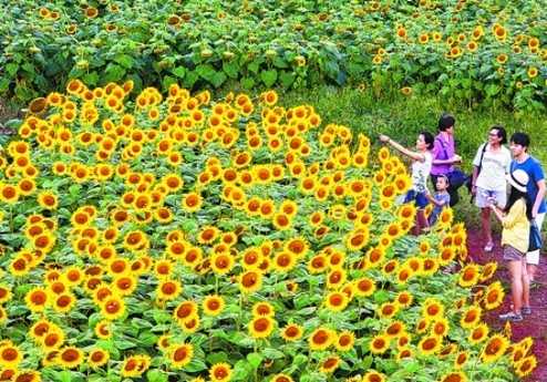 葵花朵朵 灿烂迎宾