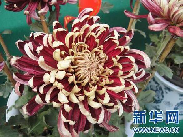中国·开封第31届菊花文化节