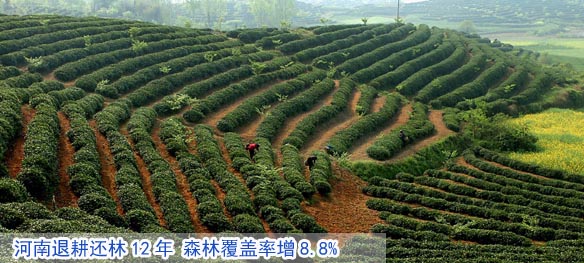河南退耕还林12年 森林覆盖率增8.8%