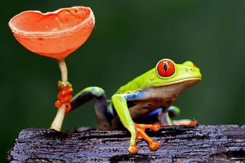 一个外国吃货的美食之旅 世间最诱惑的美食照
